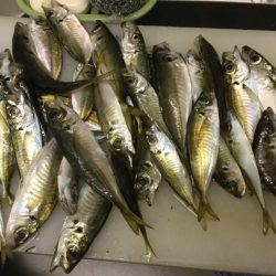 サビキでヒラメ